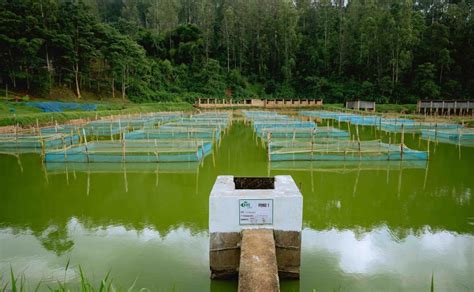 fish cage|Kivu Choice Launches Rwanda's First 30.